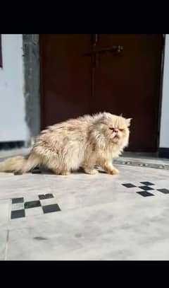 Persian cat for sale waxing clear my WhatsApp 0329=41=13=492