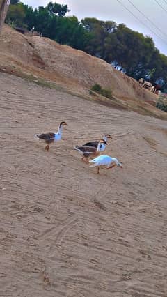 black and white ducks