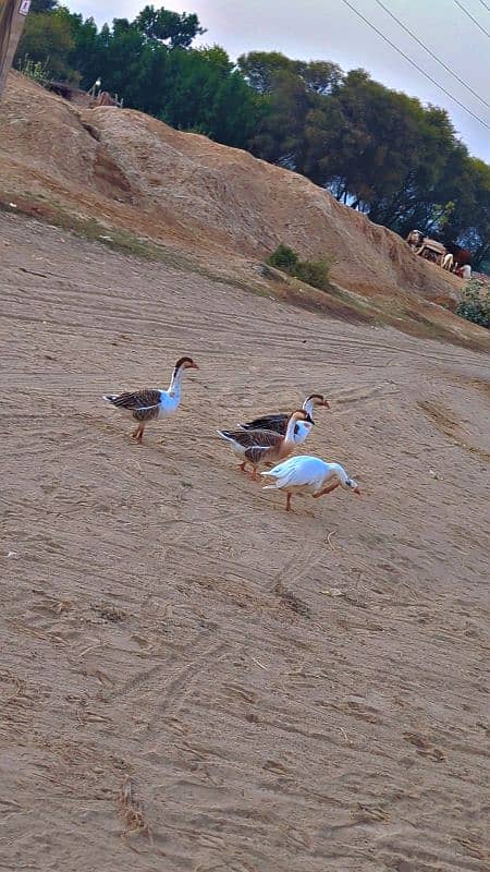 black and white ducks 0