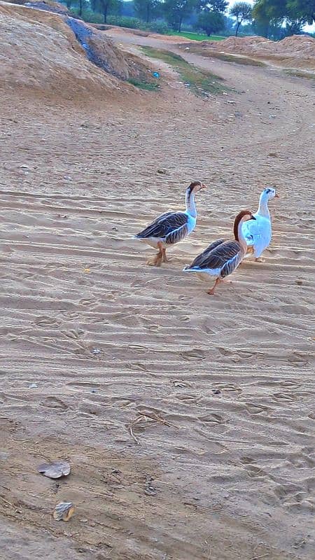 black and white ducks 2