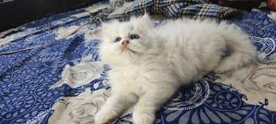 Blue eyes persian kittens / Triple coted Perisian cat