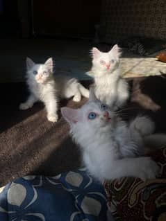 Persian kittens