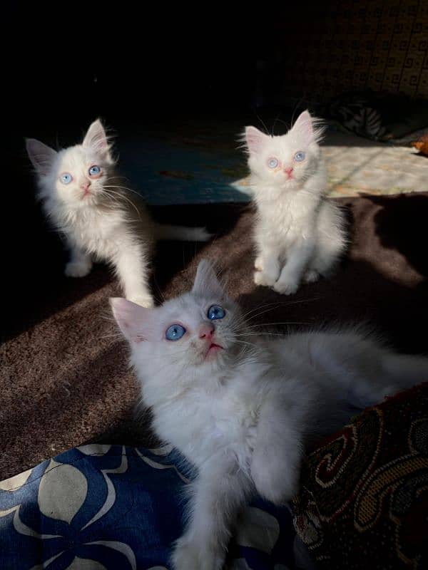 Persian kittens 1