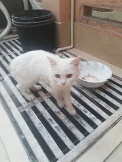 Beautiful White Persian Cat for Sale in Multan - 7500 PKR 0