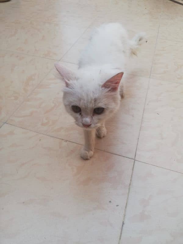 Beautiful White Persian Cat for Sale in Multan - 7500 PKR 1