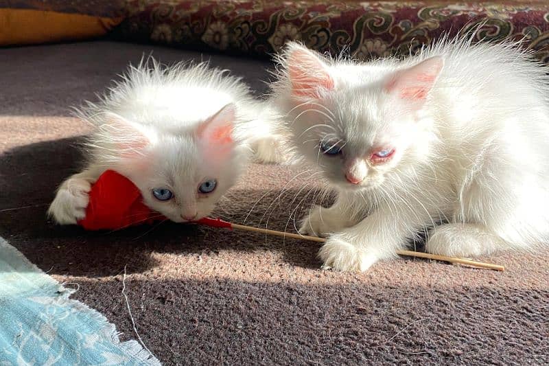 Persian kittens 3