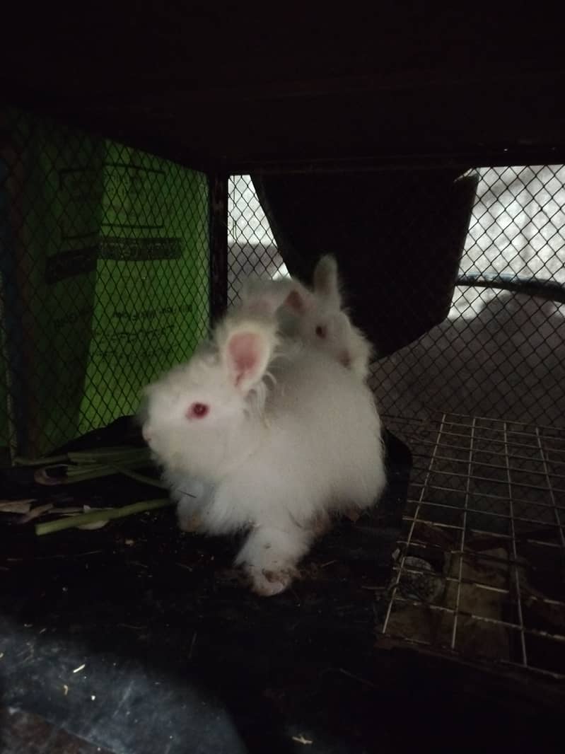 Angora breeder set 1