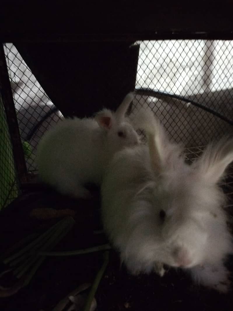 Angora breeder set 2