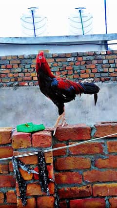 Mianwali  Aseel cock for sale