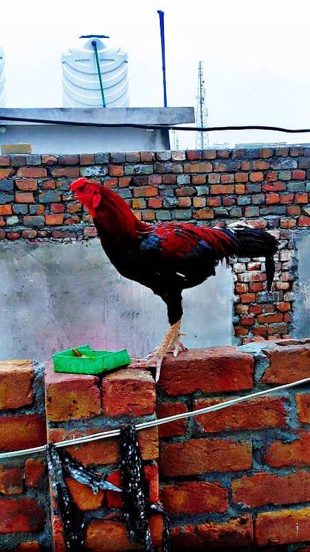 Mianwali  Aseel cock for sale 1