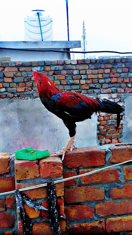 Mianwali  Aseel cock for sale 2