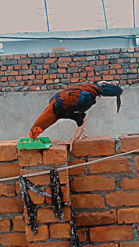 Mianwali  Aseel cock for sale 3