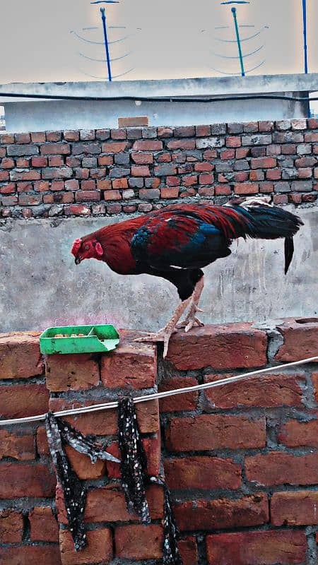 Mianwali  Aseel cock for sale 4