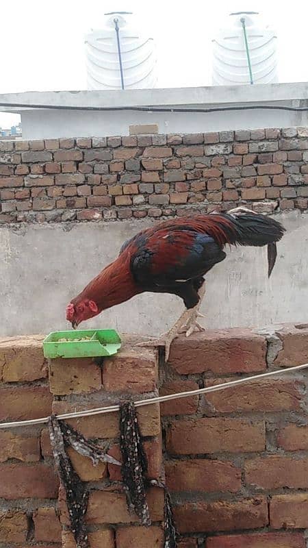 Mianwali  Aseel cock for sale 5