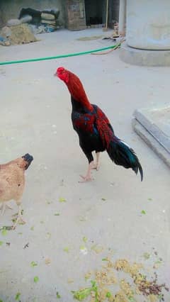 Mianwali  Aseel cock for sale