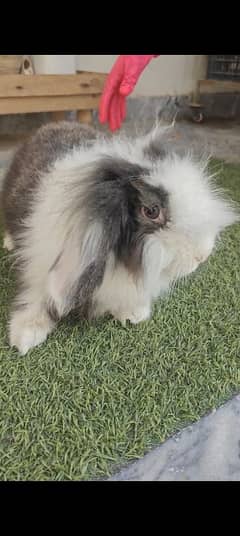 Fancy Rabbits Breeder For sale