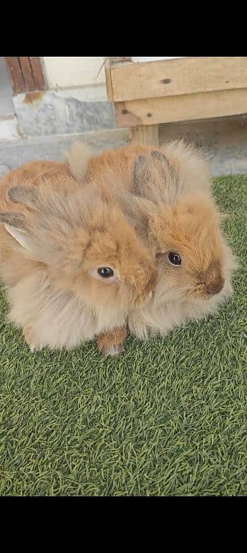 Fancy Rabbits Breeder For sale 1