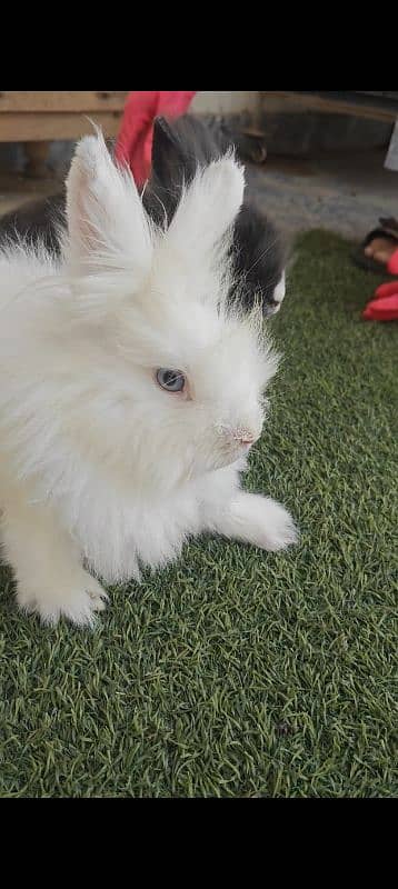 Fancy Rabbits Breeder For sale 3