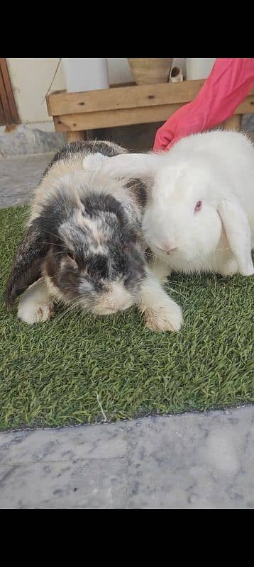 Fancy Rabbits Breeder For sale 5