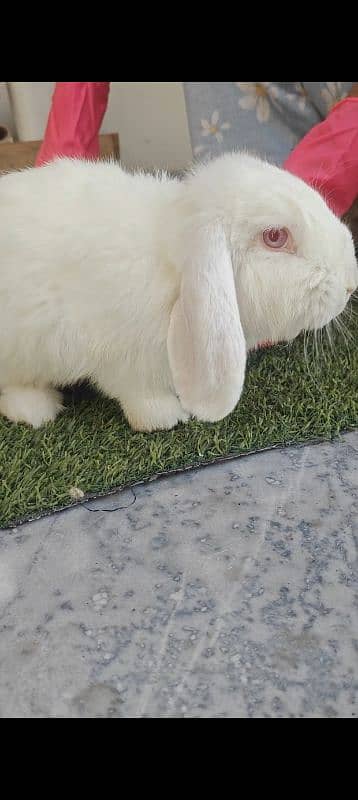 Fancy Rabbits Breeder For sale 6