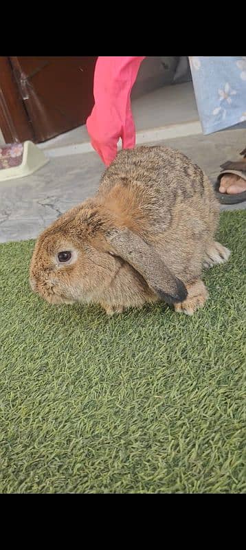 Fancy Rabbits Breeder For sale 9