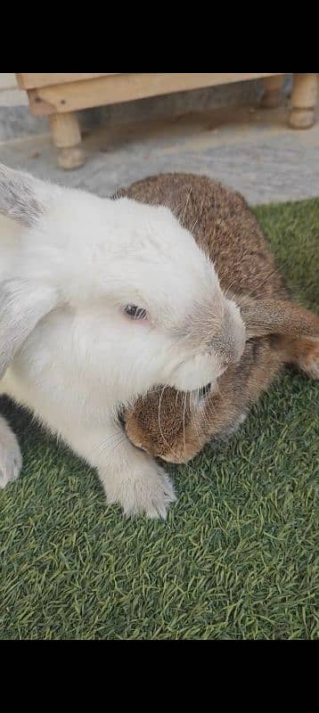 Fancy Rabbits Breeder For sale 11