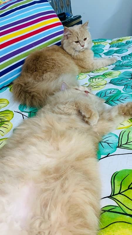 MALE AND FEMALE PERSIAN CATS 5