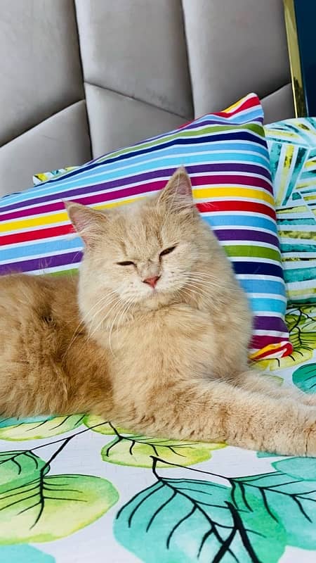 MALE AND FEMALE PERSIAN CATS 6