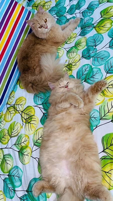 MALE AND FEMALE PERSIAN CATS 9