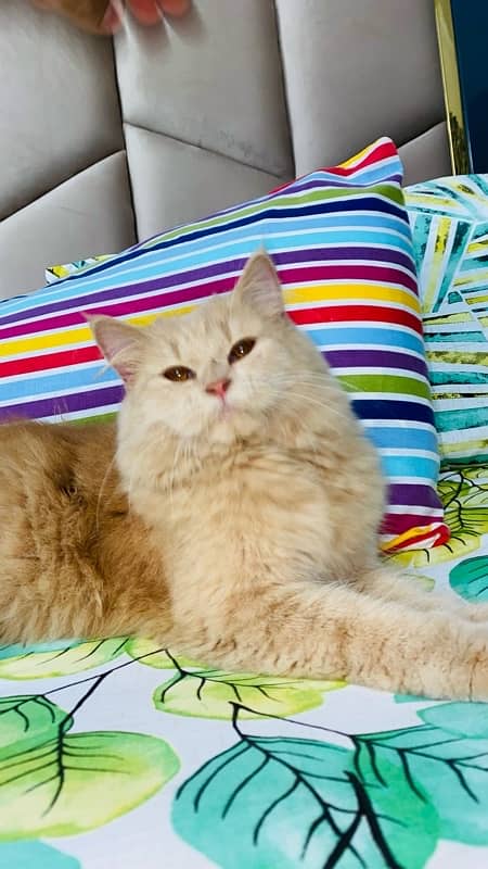 MALE AND FEMALE PERSIAN CATS 13