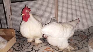 white and black bantam eggs for sale