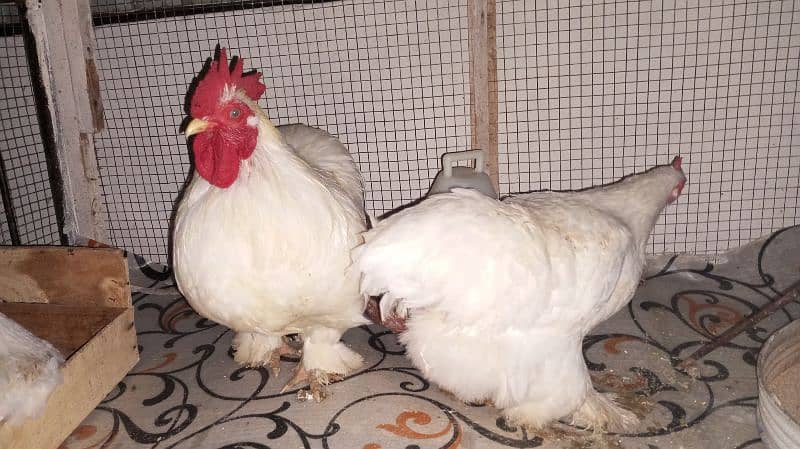 white and black bantam eggs for sale 0