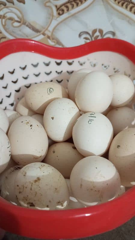 white and black bantam eggs for sale 2