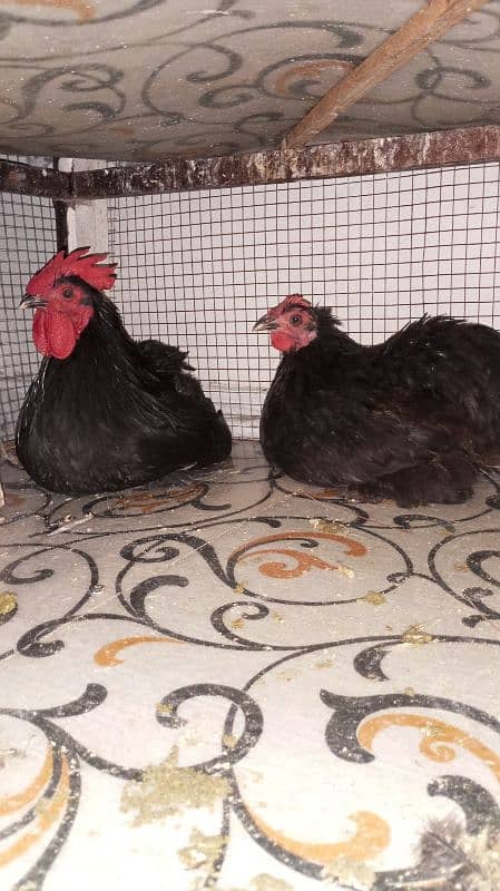 white and black bantam eggs for sale 3