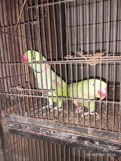 breeder raw parrots very healthy