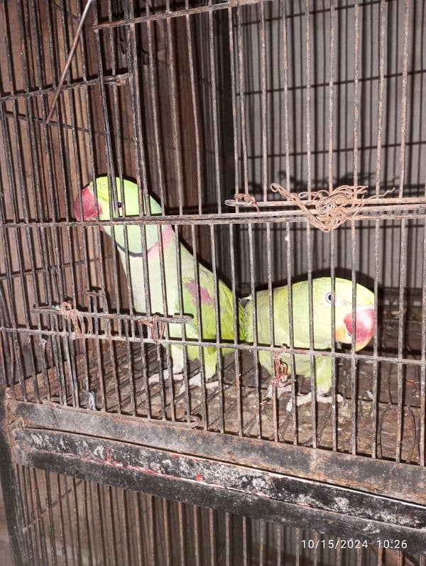 breeder raw parrots very healthy 0