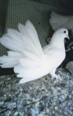 white laky breeder pair for sale