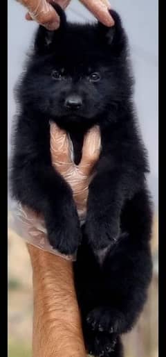 German Shepherd long coat puppy for sale