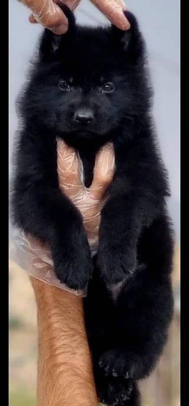 German Shepherd long coat puppy for sale 0