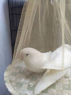 albino