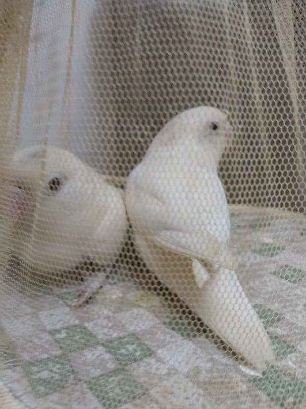 albino black eye love bird 2