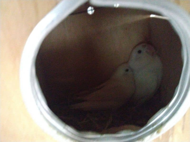 albino black eye love bird 5