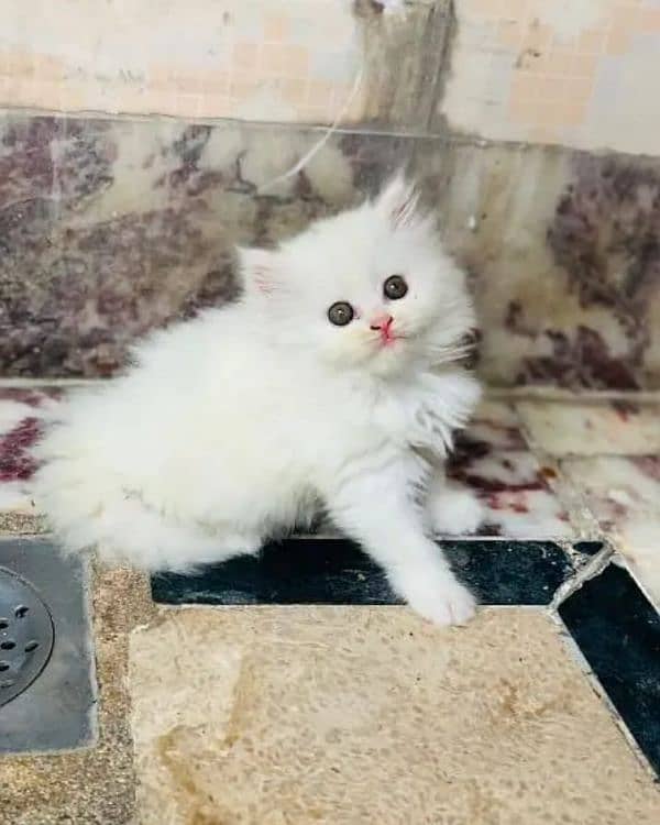 Persian cat My WhatsApp number 0346/45/68/326 for sale 1