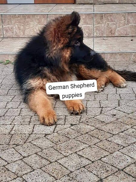 German Shepherd puppies 03258925354 1