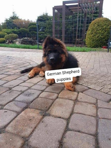 German Shepherd puppies 03258925354 2