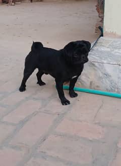 black pug for sale