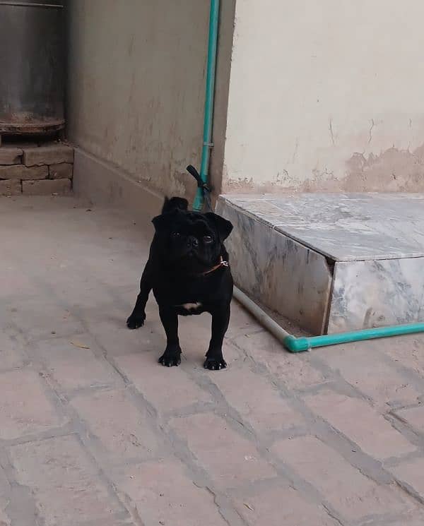 black pug for sale 1