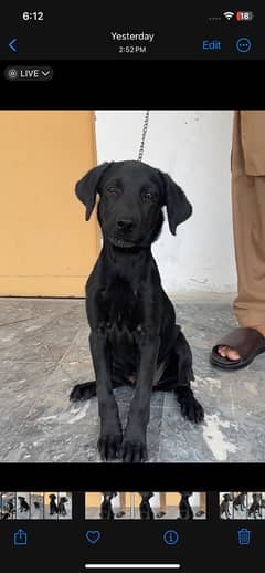 Labrador