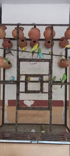 Budgie Parrots with Cage