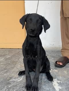 Labrador 0